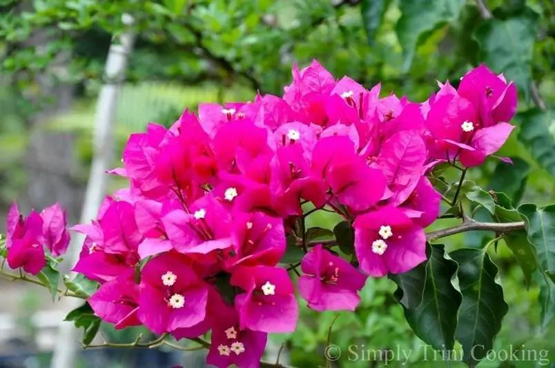 plant shopping, bougainvillea