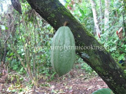 cocoa in trinidad and tobago